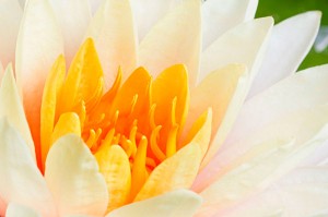 Fotooboi Cvety (114)